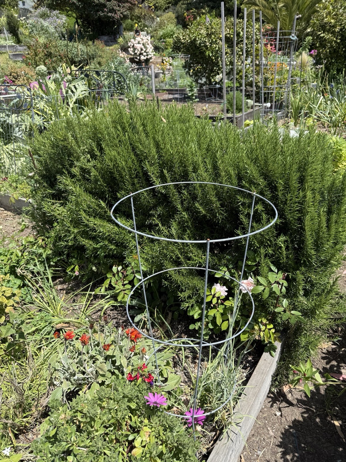 50 Fresh Organic Rosemary Stems, Cuts Fresh By Order,grown In San Francisco