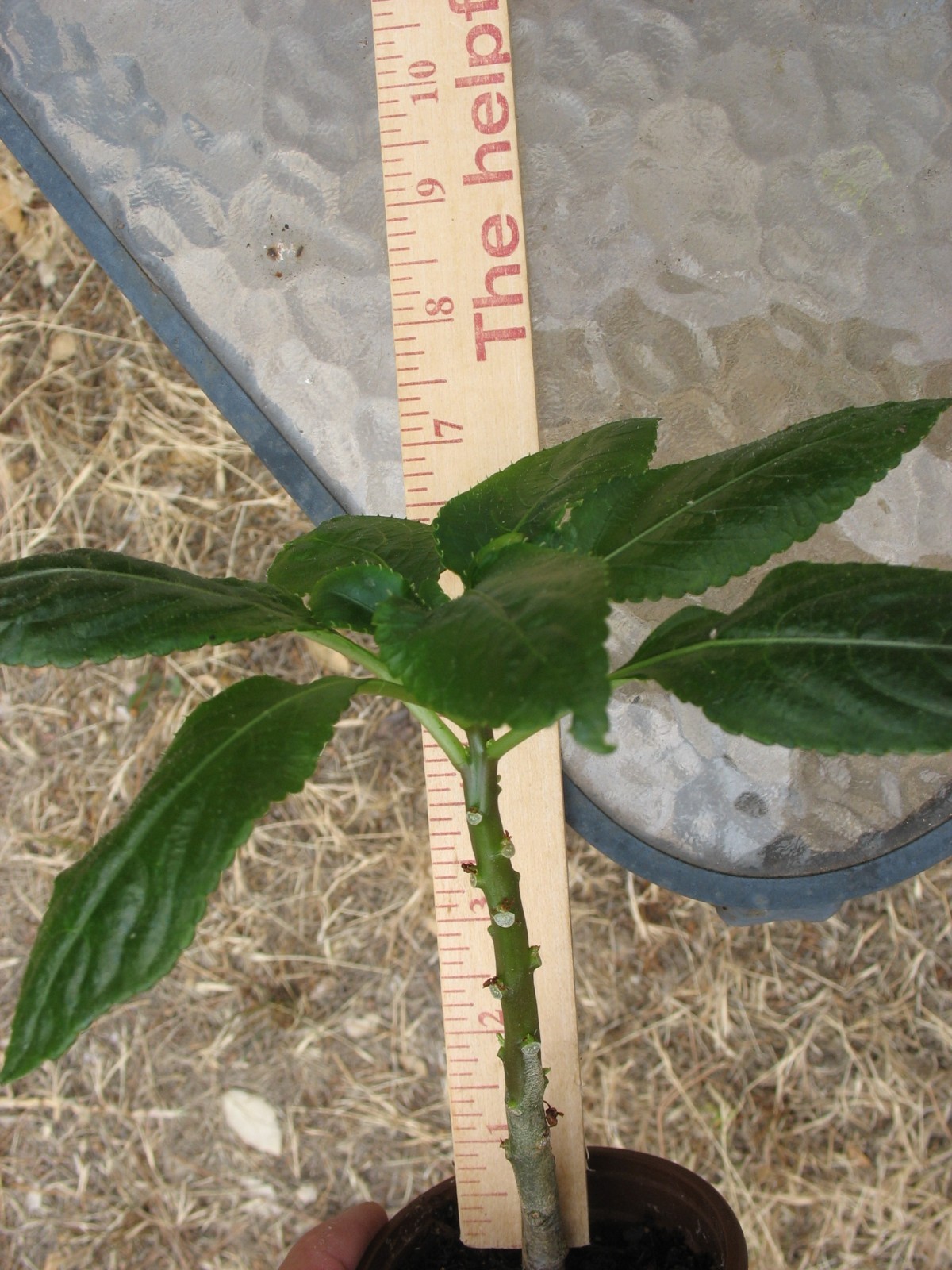 Impatiens Niamniamensis (African Queen ) starter plant 3.5″ pot #2