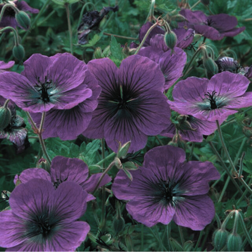 100+ Geranium Seeds -Dragonheart – Fragrant – Fresh Flower Seeds Non GMO
