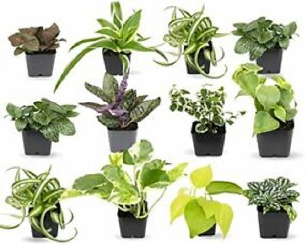 5 LIVE Plants Assorted Varieties in Starter Pots ~ SHIPS FREE!!!