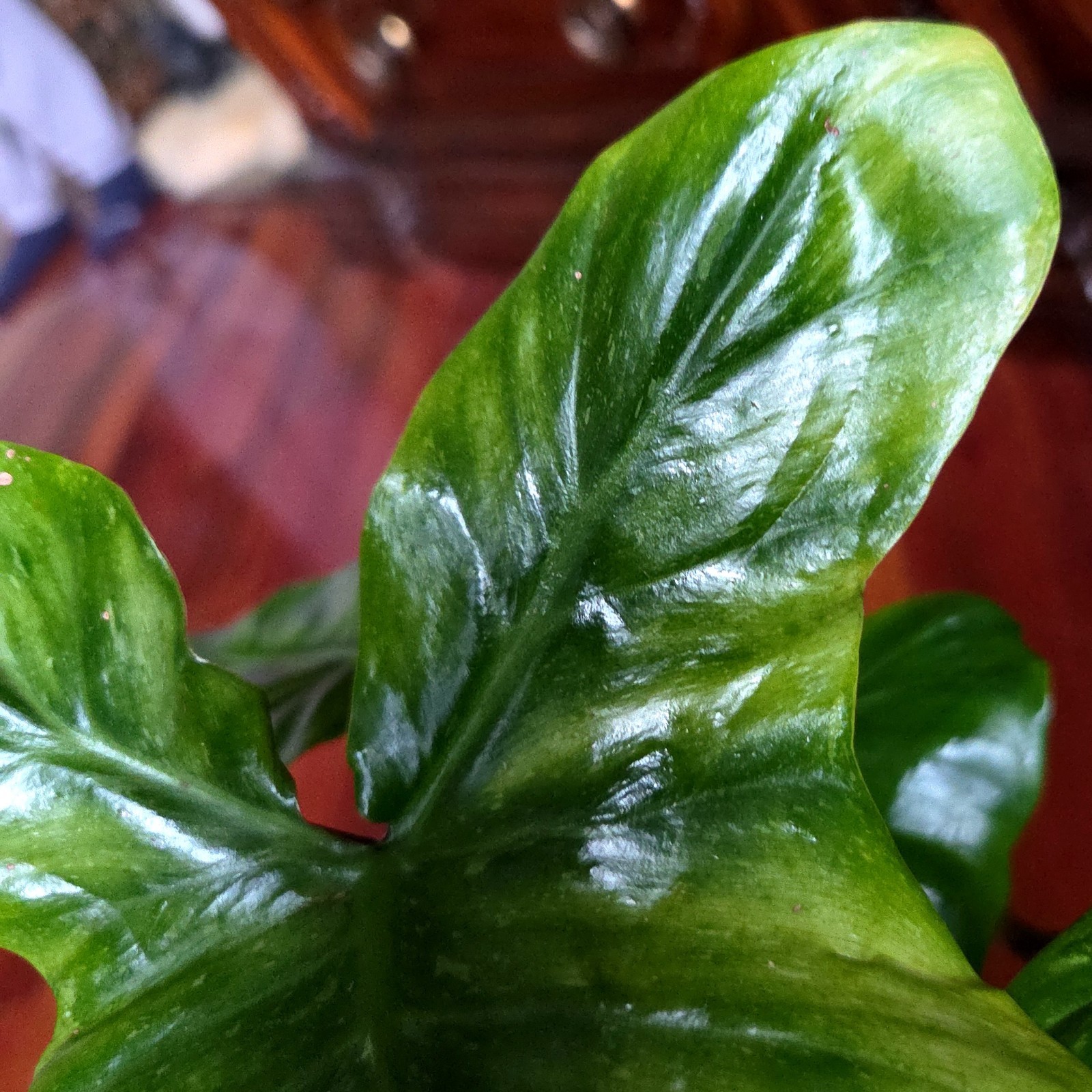 Rare Philodendron Minty GOG Florida Beauty X Radiatum 22″ Tall Not Monstera