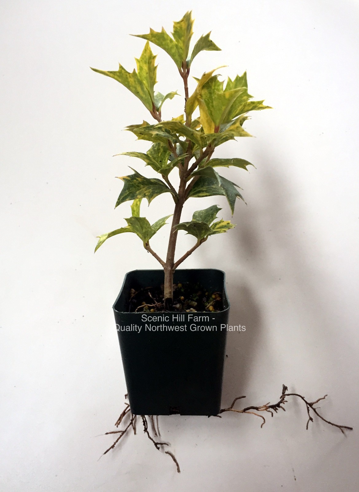 Osmanthus heterophyllus ‘Goshiki’- Tea Olive/ Variegated Holly Leaf Osmanthus