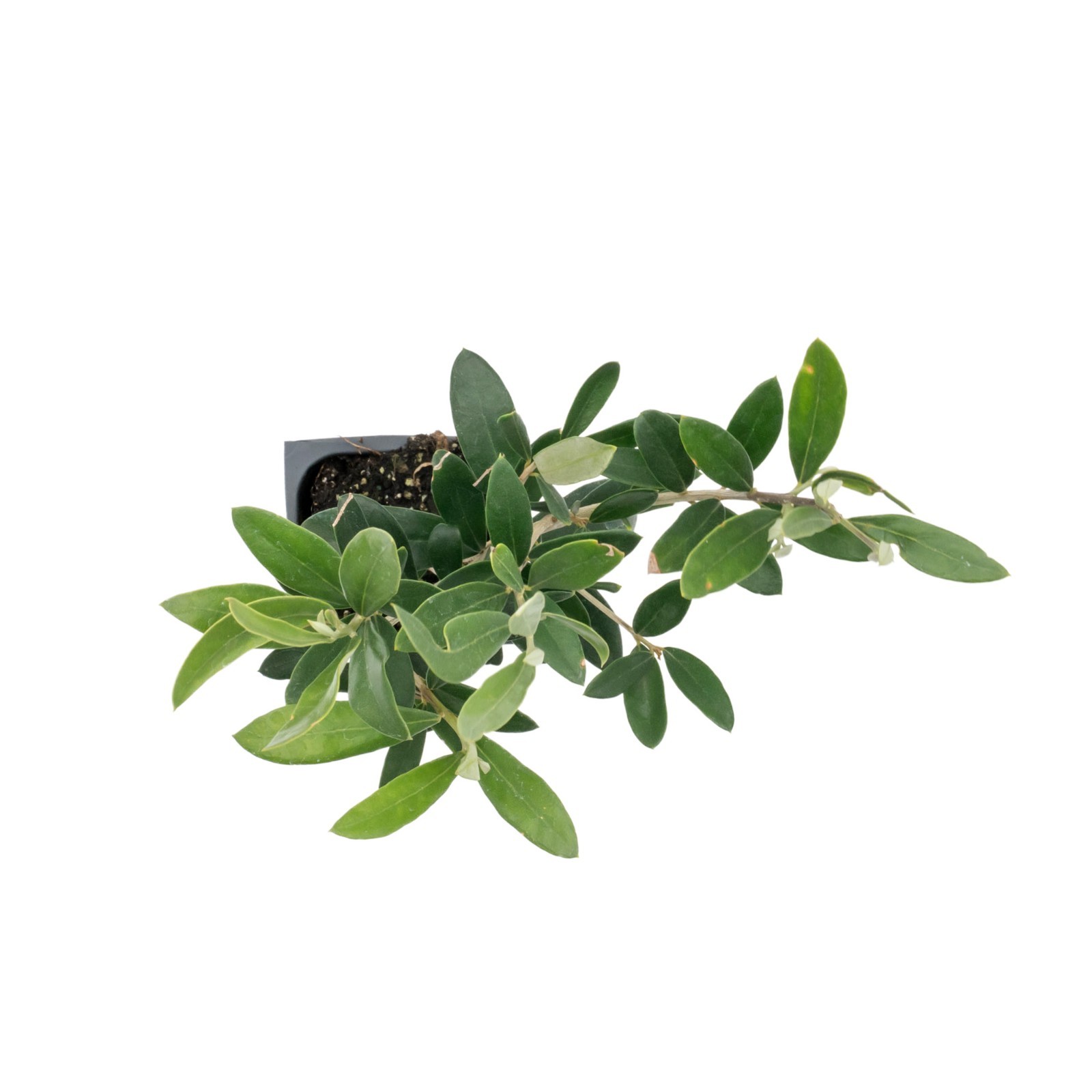 Dwarf Fruitless Olive Tree, 2.5-inch Nursery Cubes, Olea europaea ‘Montra’