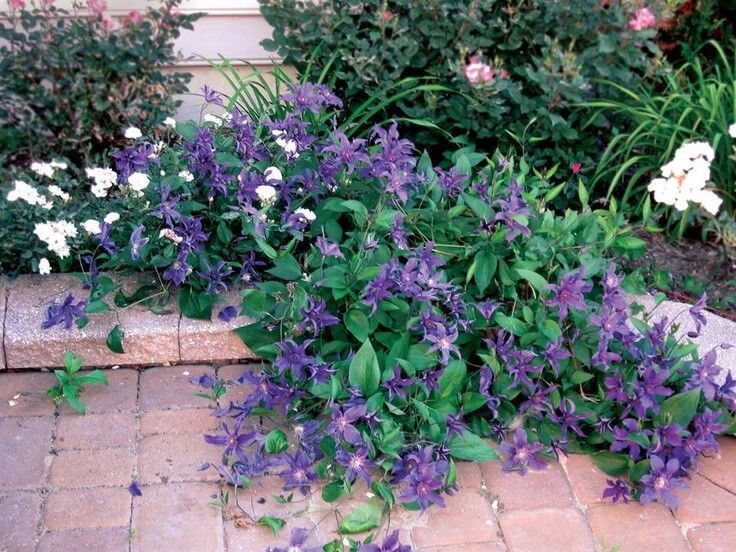 Clematis iron queen – fast growing flowering shrub – long bloom time