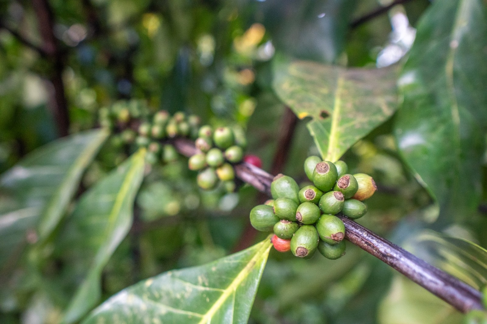 Excelsa coffee seeds (10)