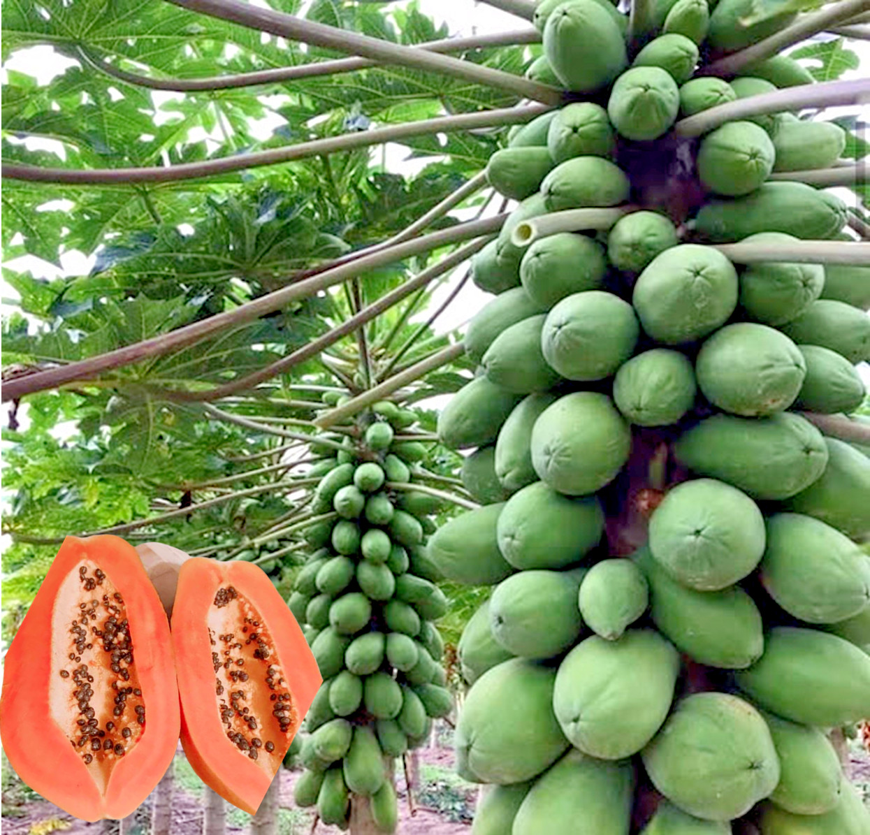 20 “Caribbean Red” Carica Papaya Fruit Tree Seeds “LARGE MELONS” Indoor Plant