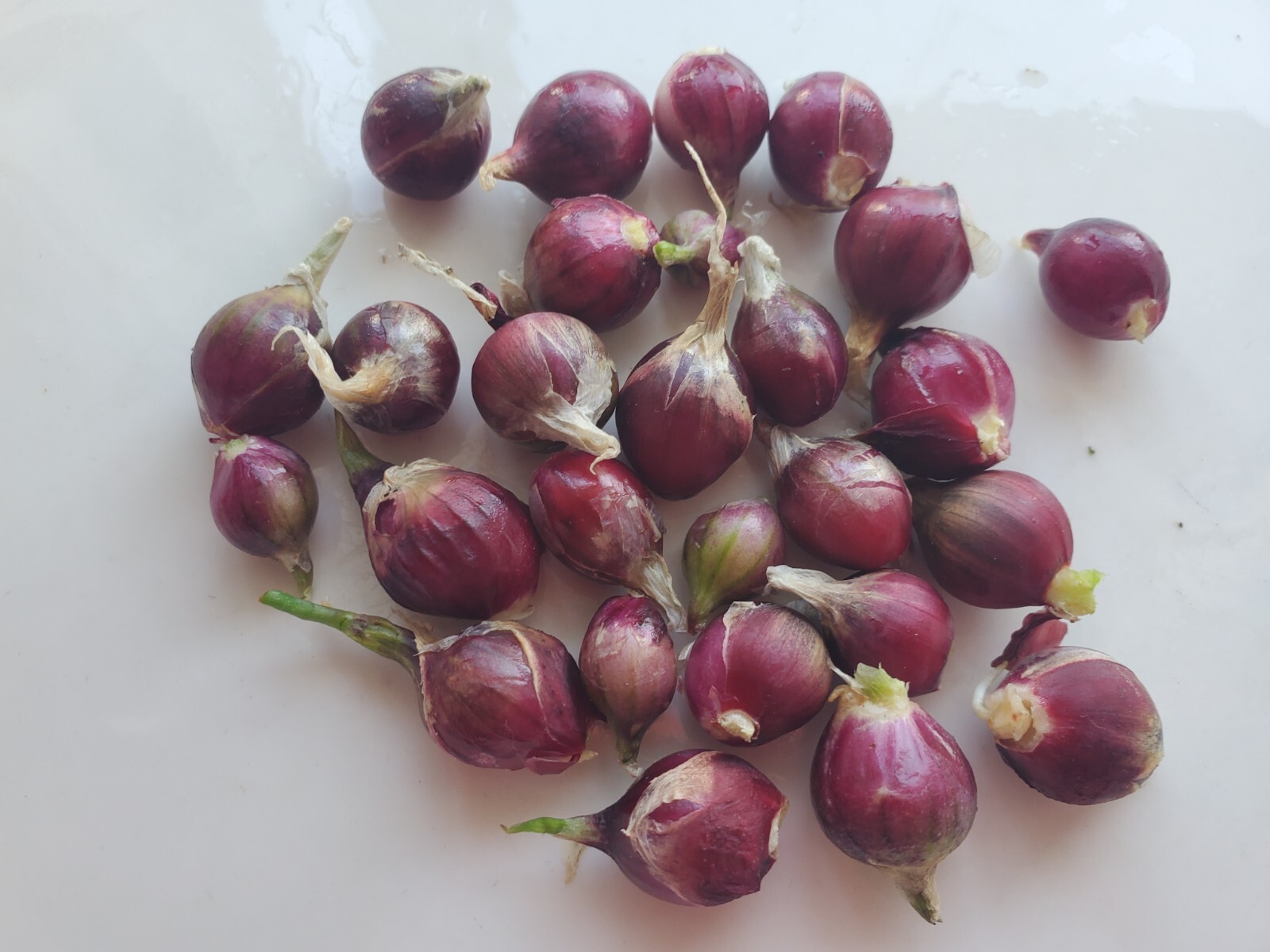 Egyptian Walking Onions Bulblets 20 Small Size Lot Organic Heirloom 2026 Harvest