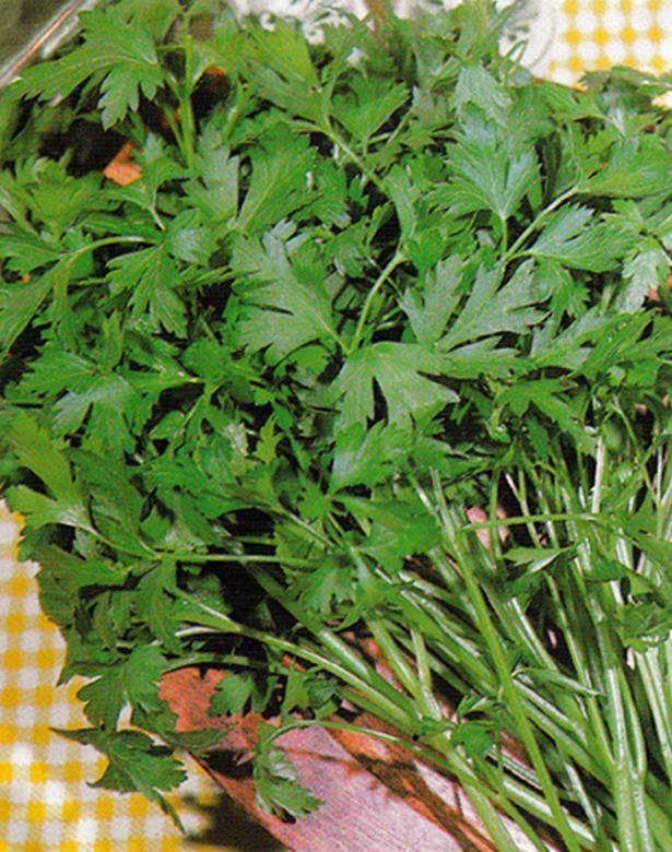 250+ PLAIN, SINGLE, FLAT LEAF PARSLEY SEEDS, NON-GMO, A Full Flavored Parsley