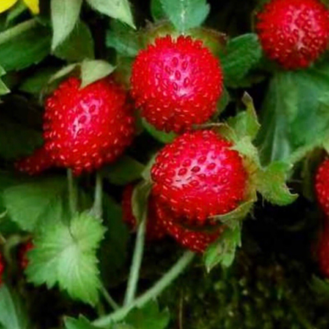 50+ Indian Strawberry Seeds (Duchesnea Indica Tuttifrutti) Beautiful Groundcover