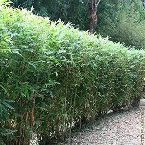 50 Bamboo Seeds Privacy Plant Garden Clumping Shade Screen “Lady Finger”