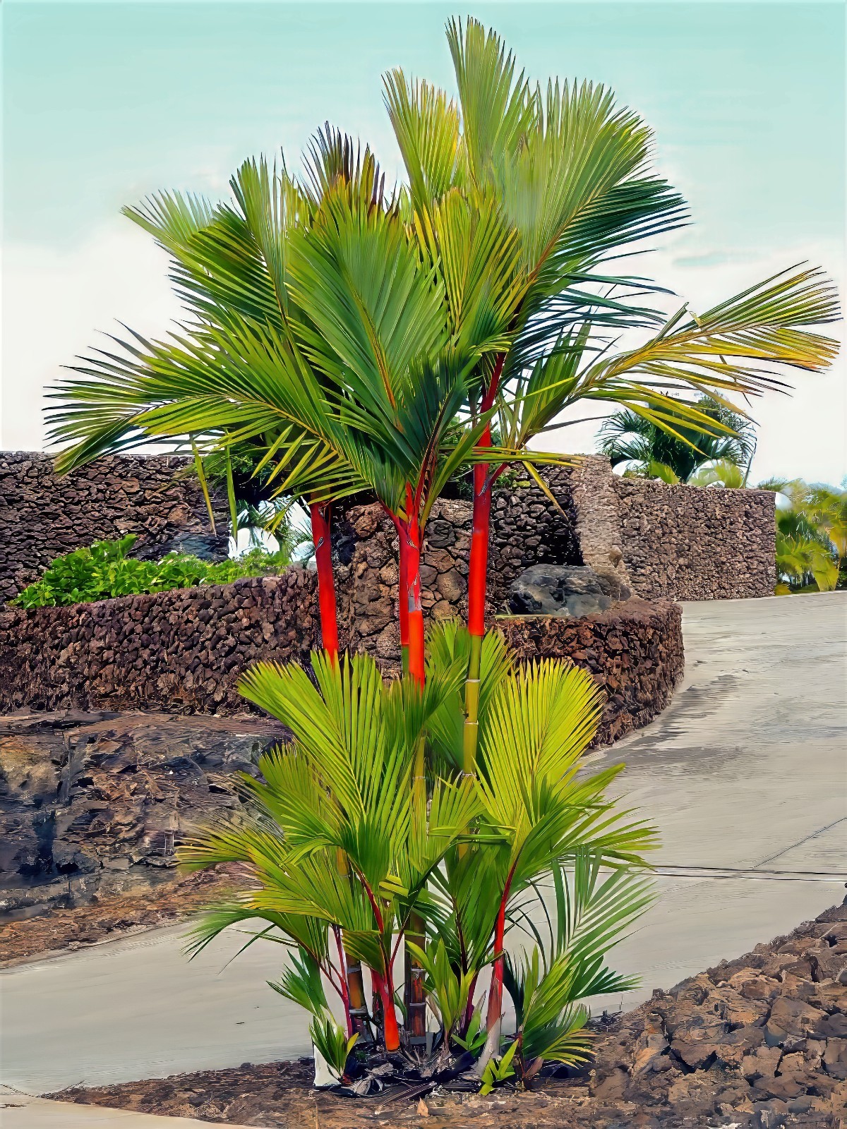 10 RED SEALING WAX “LIPSTICK” PALM TREE SEEDS (Cyrtostachys renda) House Plant