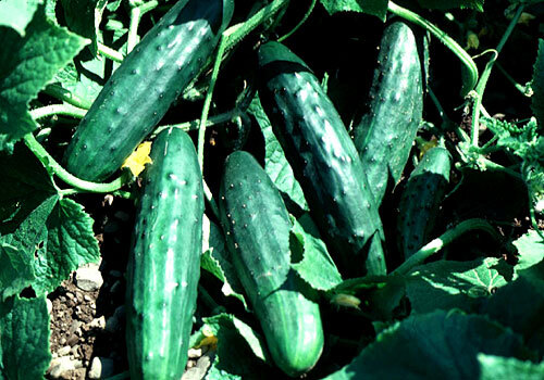 cucumber seeds many varieties YOU CHOOSE all NON GMO easy to grow pickles