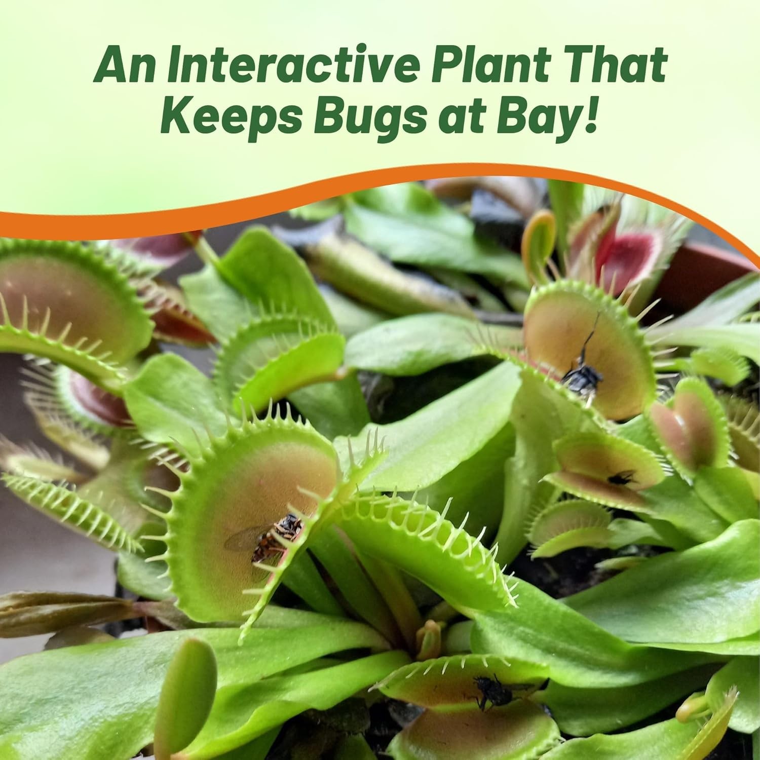 10 Seeds Venus Flytrap Seeds For Planting – Dionaea Muscipula