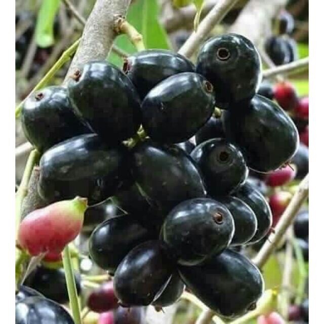 Black Java Plum (syzygium cumini) fruit tree 3 “-6”Live Plant / Cây Trái Trâm
