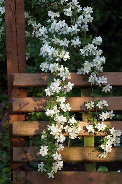 10 Sweet Mock Orange Fresh Unrooted Cuttings for Rooting