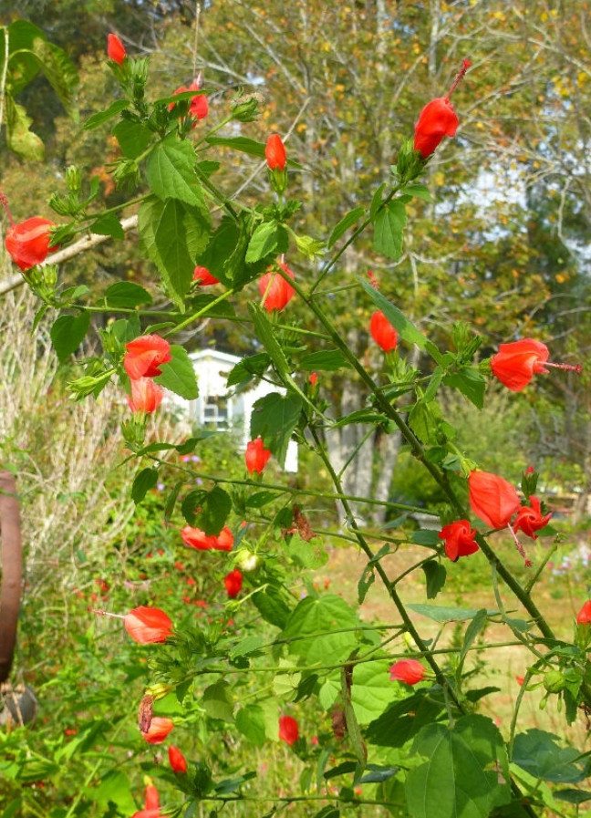 Turk’s Cap Live Plant – 1 Gallon – Fully Rooted Texas Native Shrub