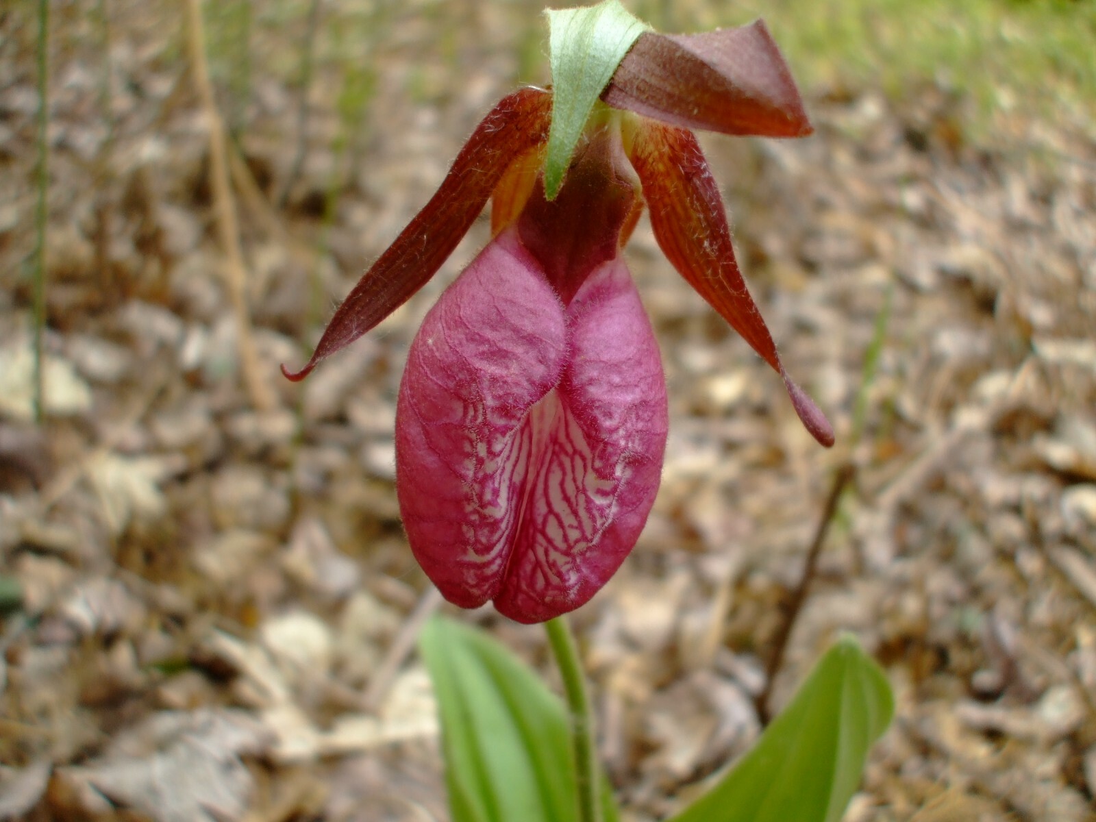 Cypripedium acaule (Pink Lady Slipper) orchid seed packet, perennial, Z 3-9
