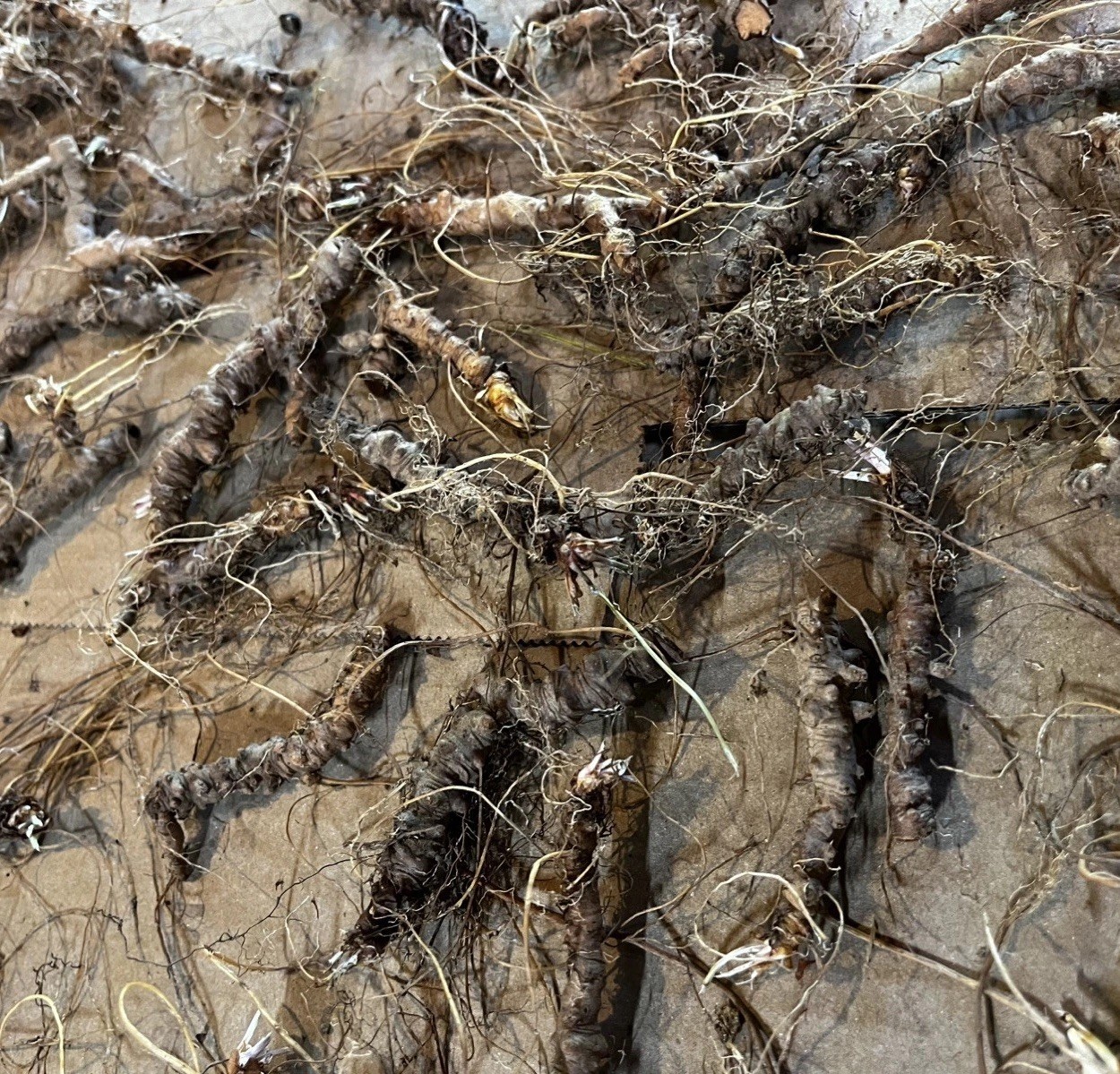 Geranium Cranesbill Bare Root Wildflower 10 M-XL Size Mature Roots