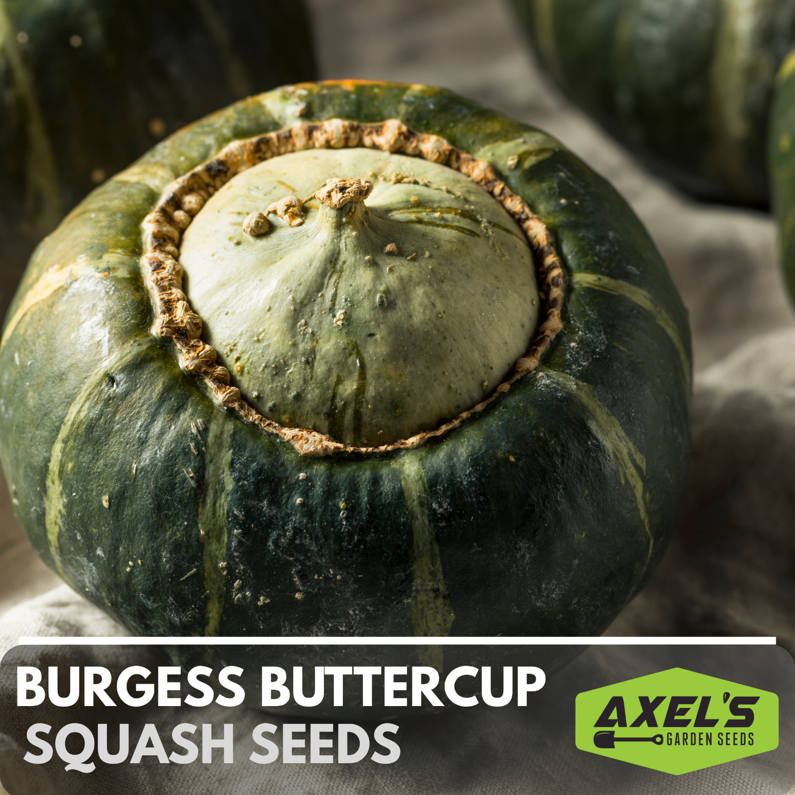 Winter Burgess Buttercup Squash Seeds | Heirloom Non-GMO | Fresh Vegetable Seeds