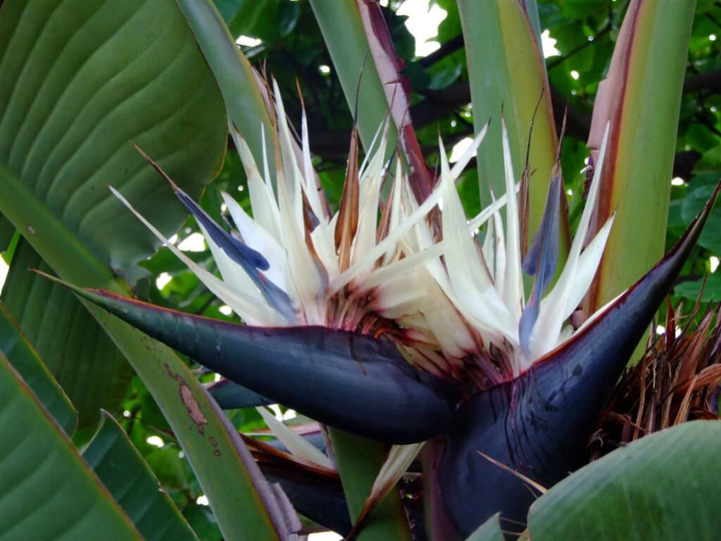 GIANT WHITE~Bird of Paradise~Strelitzia Nicholai~ROOTED PLANT~10-12 Inches Tall