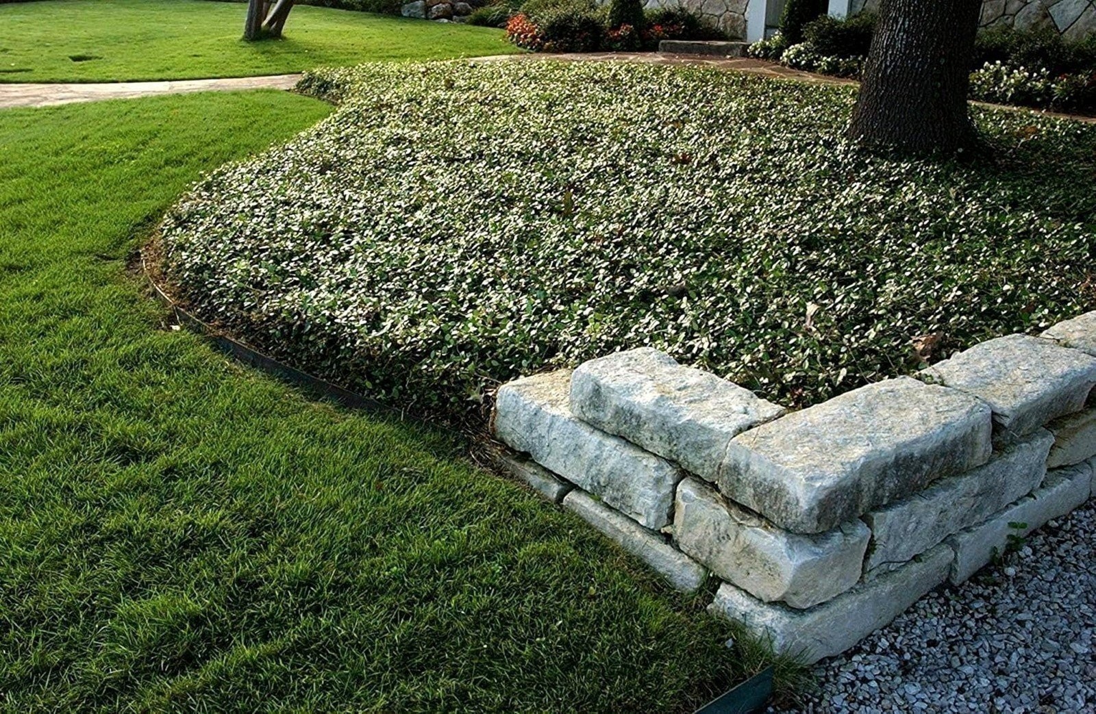 Jasmine Asiatic | 1 Gallon | Trachelospermum asiaticum | Low Maintenance | Hardy