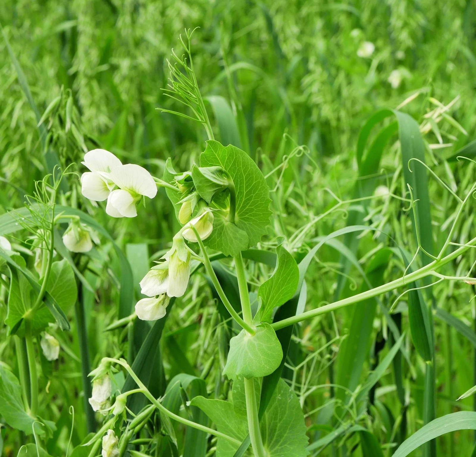 Peas and Oats Cover Crop Seeds – Fast Growing, Use in Spring or Fall
