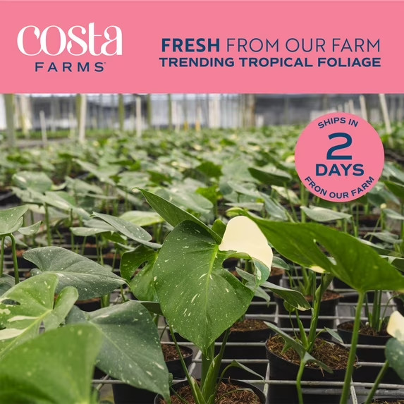 Costa Farms 12″ Monstera Deliciosa White Monster Live House Plant in 5″ Self-Wat