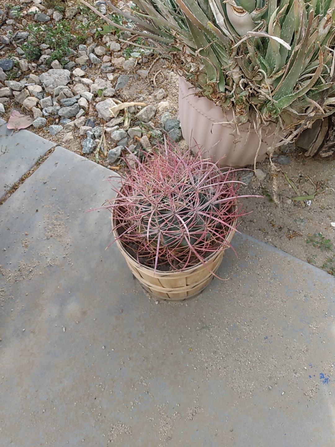 Cactus, Red barrel Long Spine , Small 3 To 5 Inches In Diameter