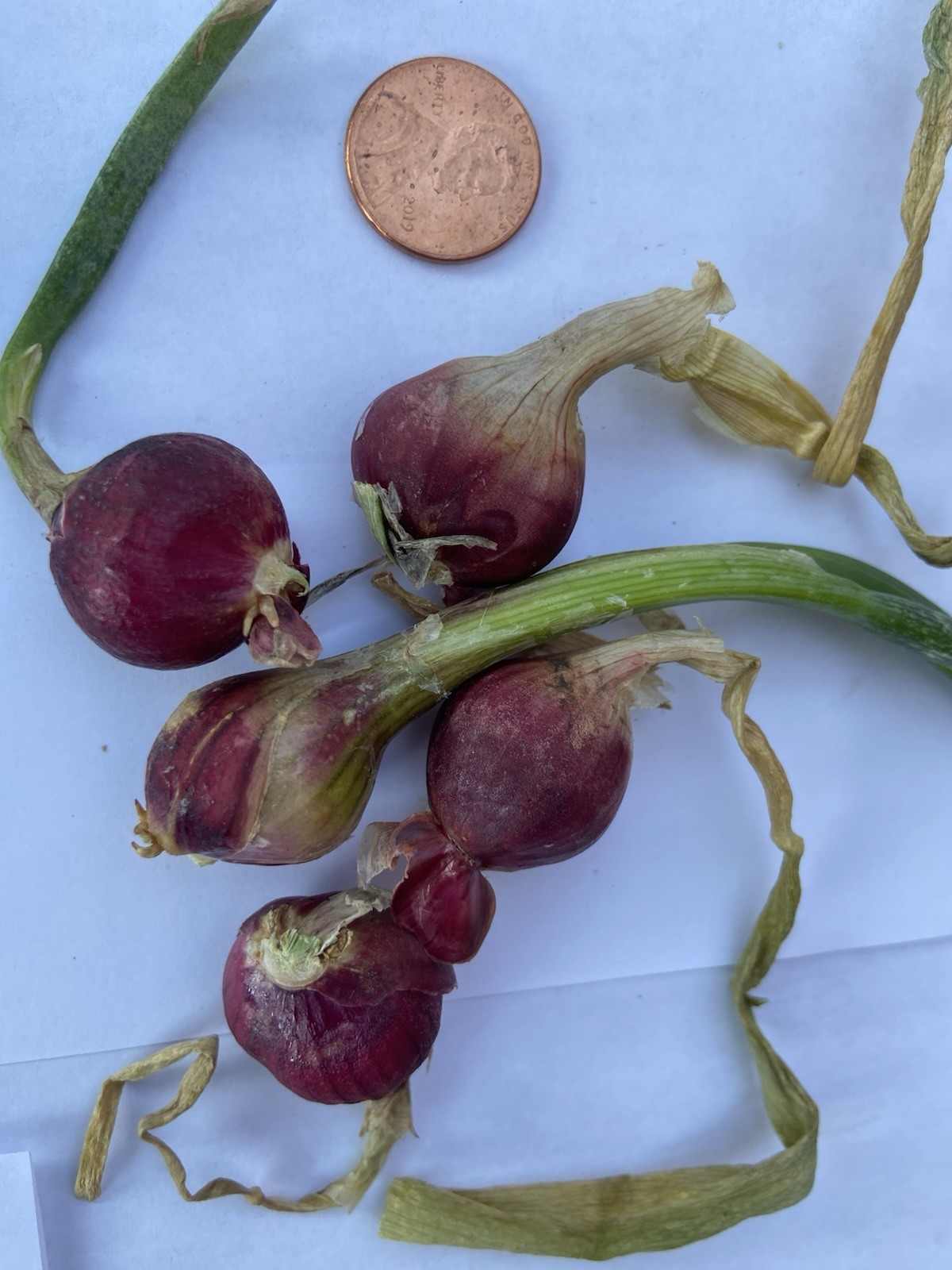 Egyptian Walking Onions Bulbs 5 Jumbo Size Lot Organic Heirloom 2026 Harvest