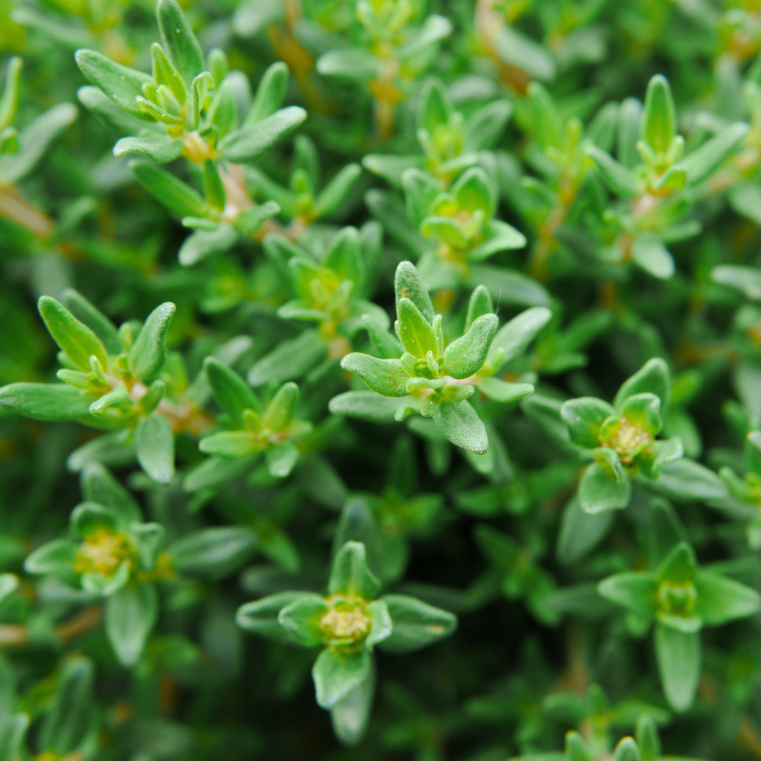 Fresh Premium Thyme Seeds | Herb | Culinary | Heirloom Non-GMO | Herb Seeds