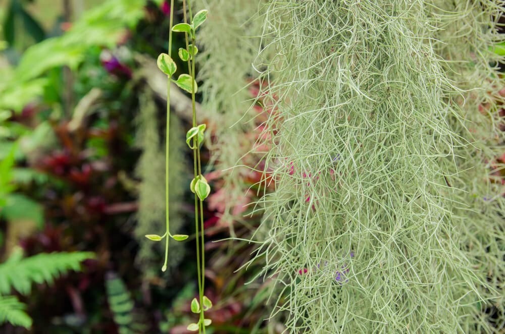 Spanish Moss – Live Spanish Moss Tillandsia Usneoides Hanging Air Plant Live.