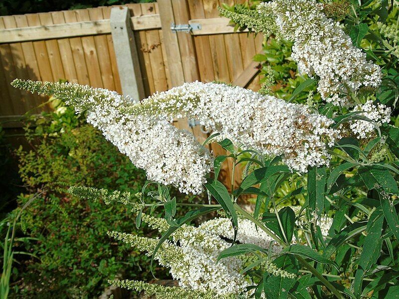 STUNNING BUTTERFLY BUSH MIXED COLORS, 300 SEEDS, BUDDLEIA DAVIDII
