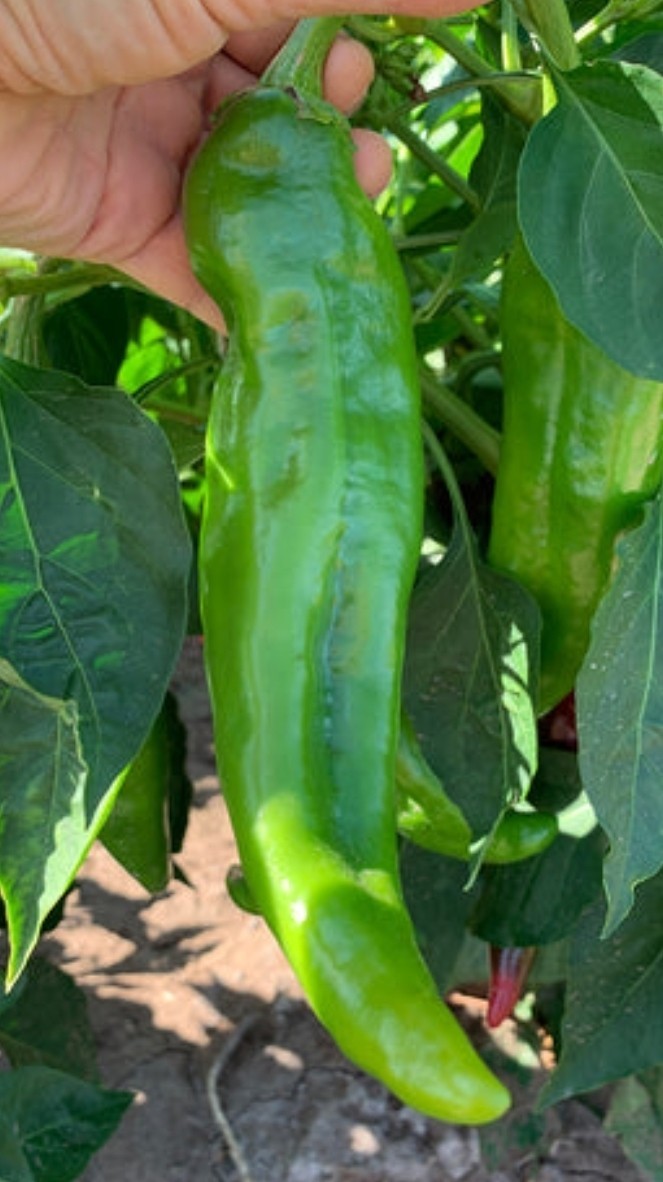100+ Hatch Green Chile Seeds -New Mexico 🌱🌶 Hot 🔥