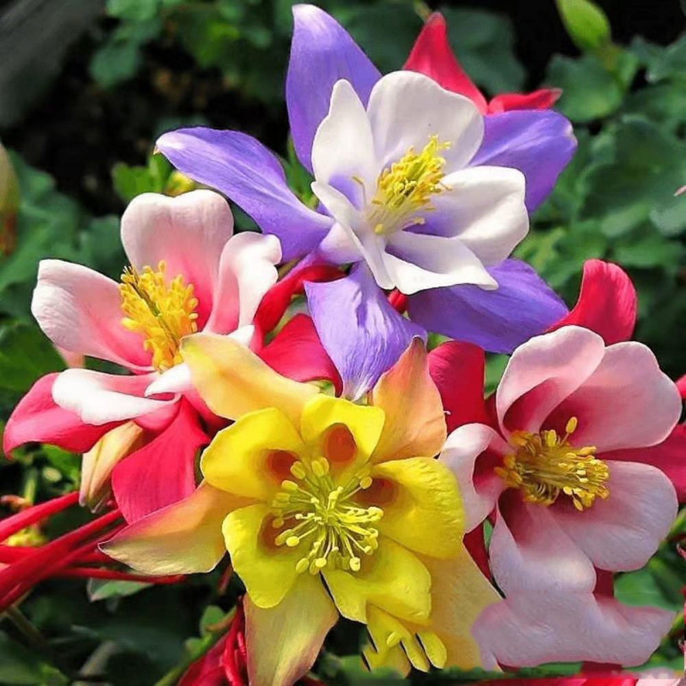 500+ COLUMBINE MCKANA GIANTS SEEDS Non-GMO Perennial FLOWER Mixed COLORS