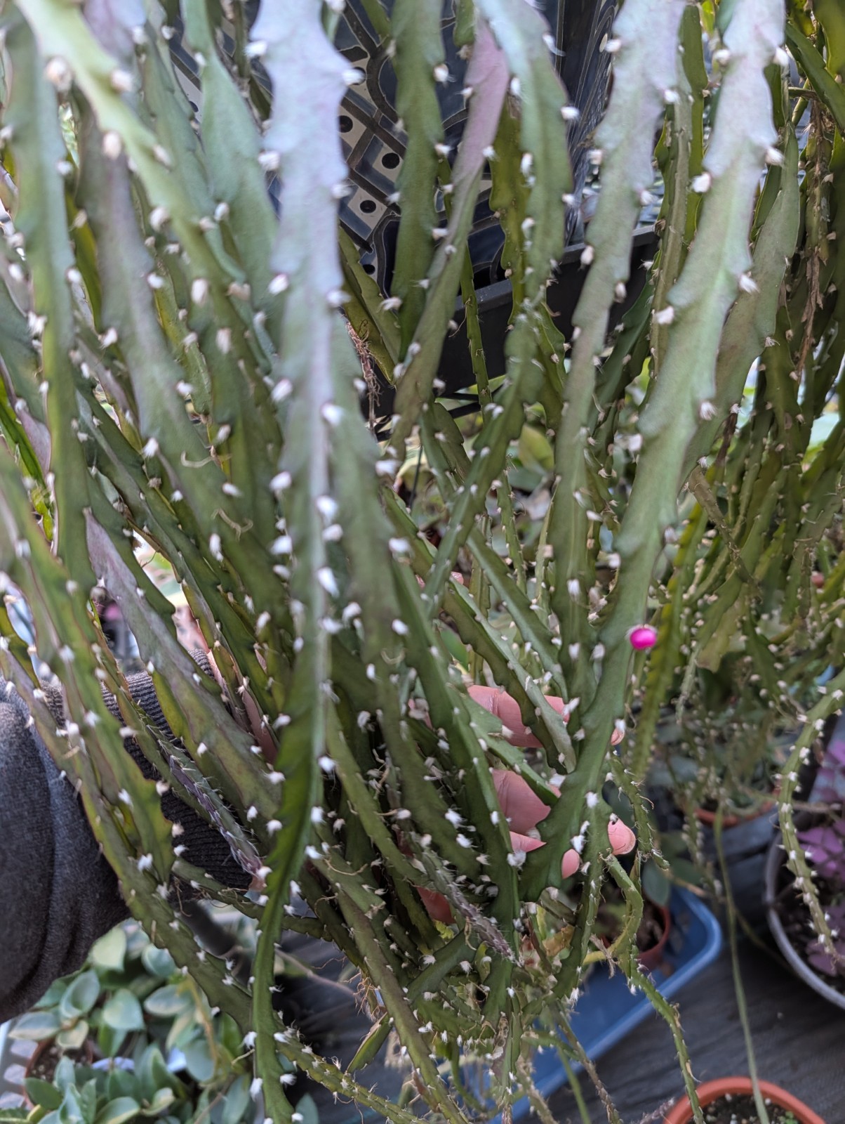 “Rhipsalis Cactus” Lepismium Cruciforme Rooted Cuttings In 2 “Pot