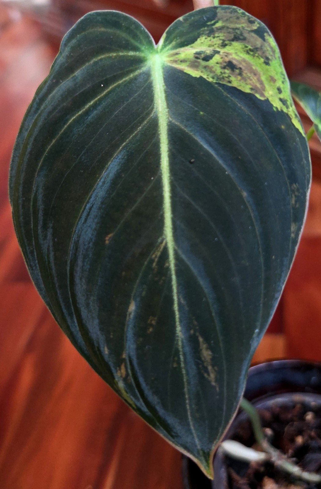 Rare Philodendron Variegated Melanochrysum 14″ Tall Not Anthurium Aroid Monstera
