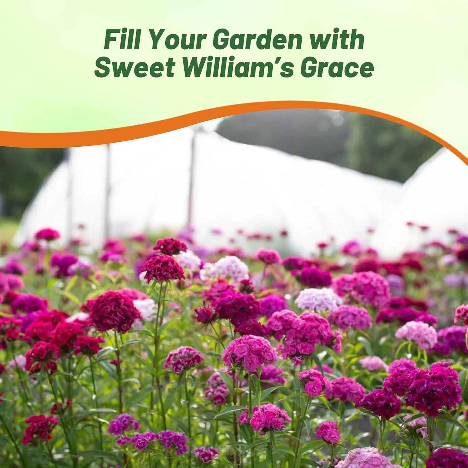 5 LBS Dianthus Sweet William Seed Mix For Planting | Xeriscape Landscaping