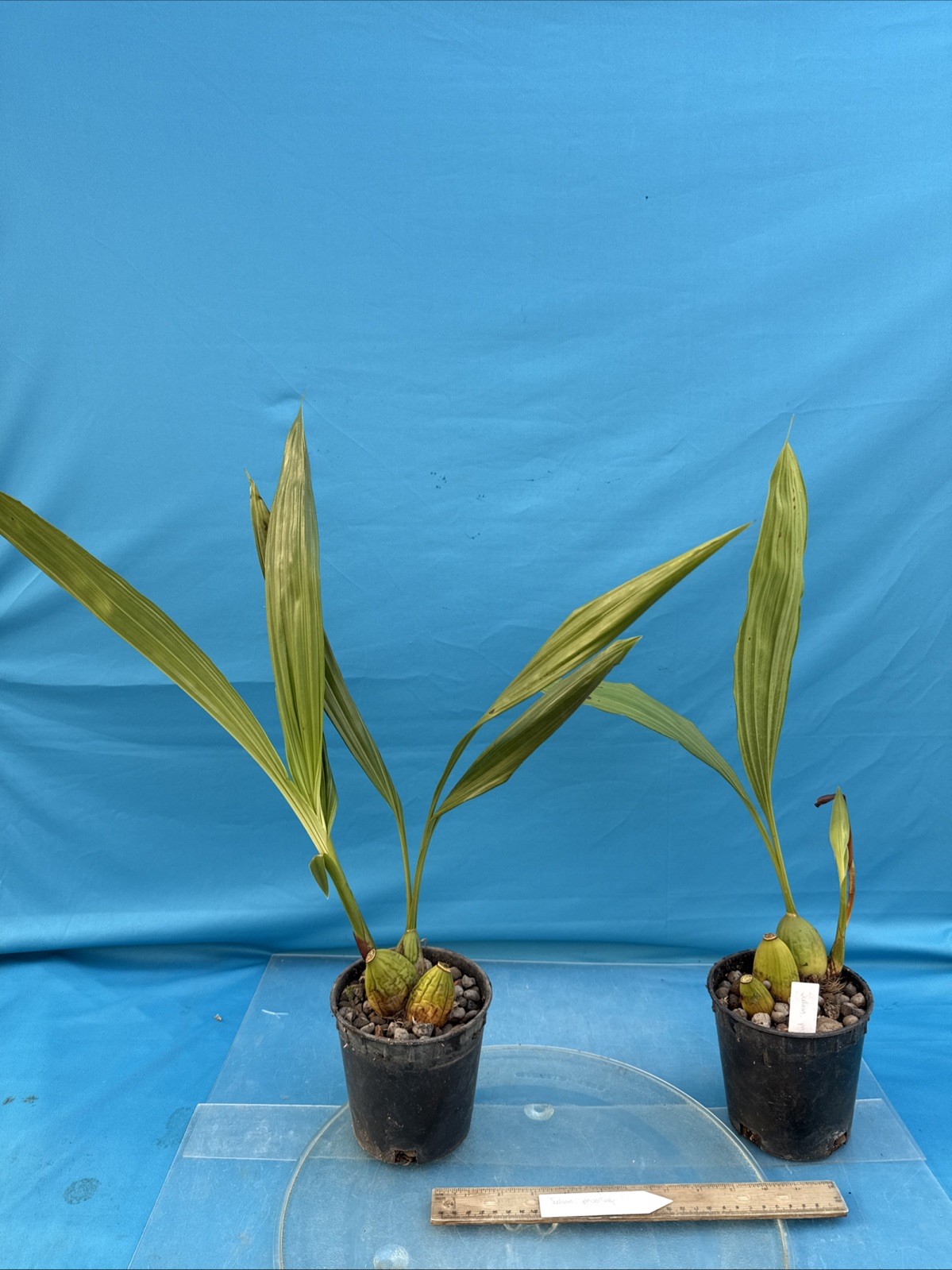Sudamerlycaste priscilae BS Green Orange Orchid Species Tall Flowers 5.5” Pot