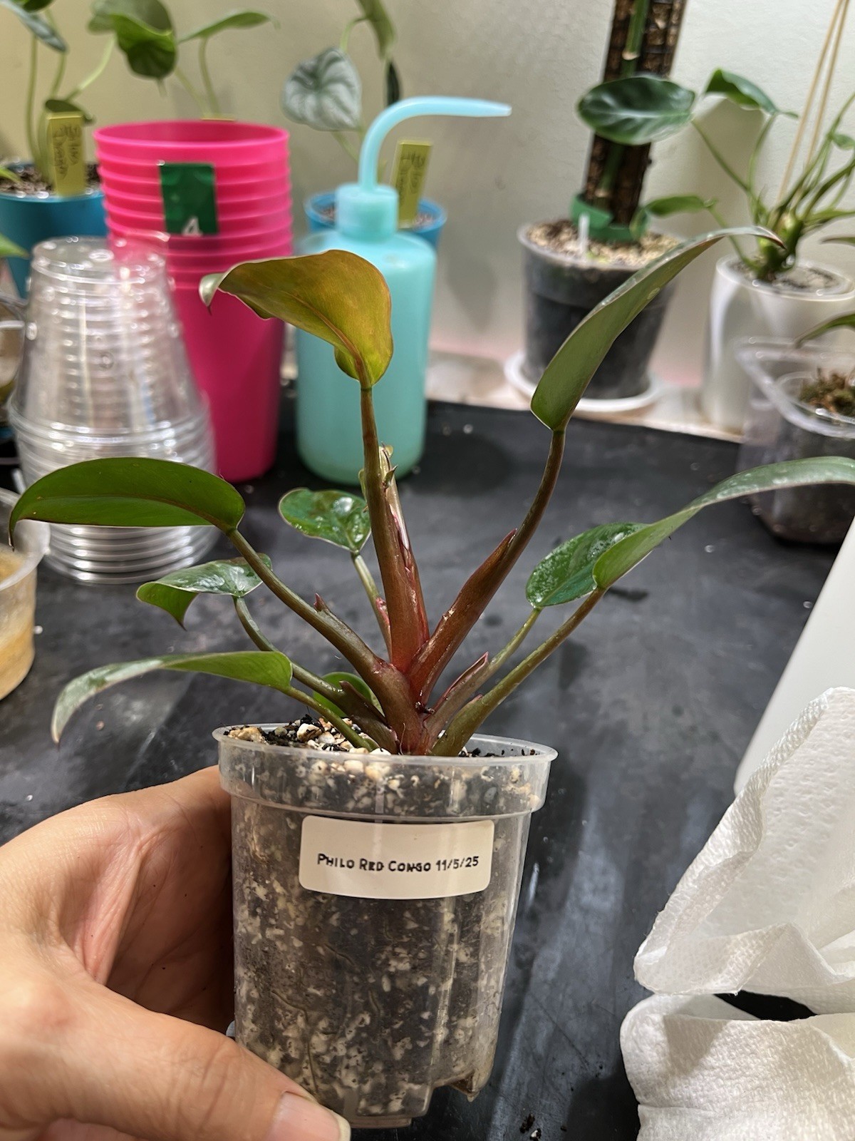 Philodendron Red Congo In 3” Pot