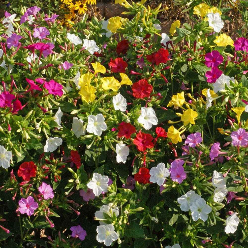 1 LB Four O’ Clock Seeds – Mirabilis Jalapa Wildflower Seed Mix