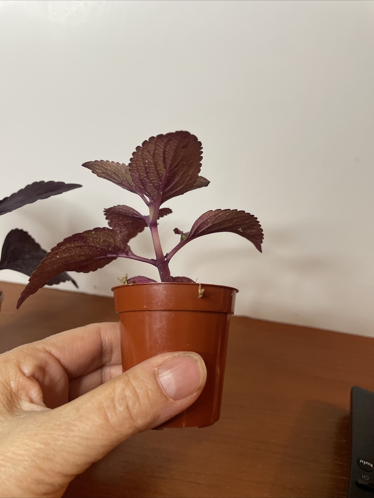 Coleus 2 Live Plants Marble Mania, Chocolate Green Red Dark Purple