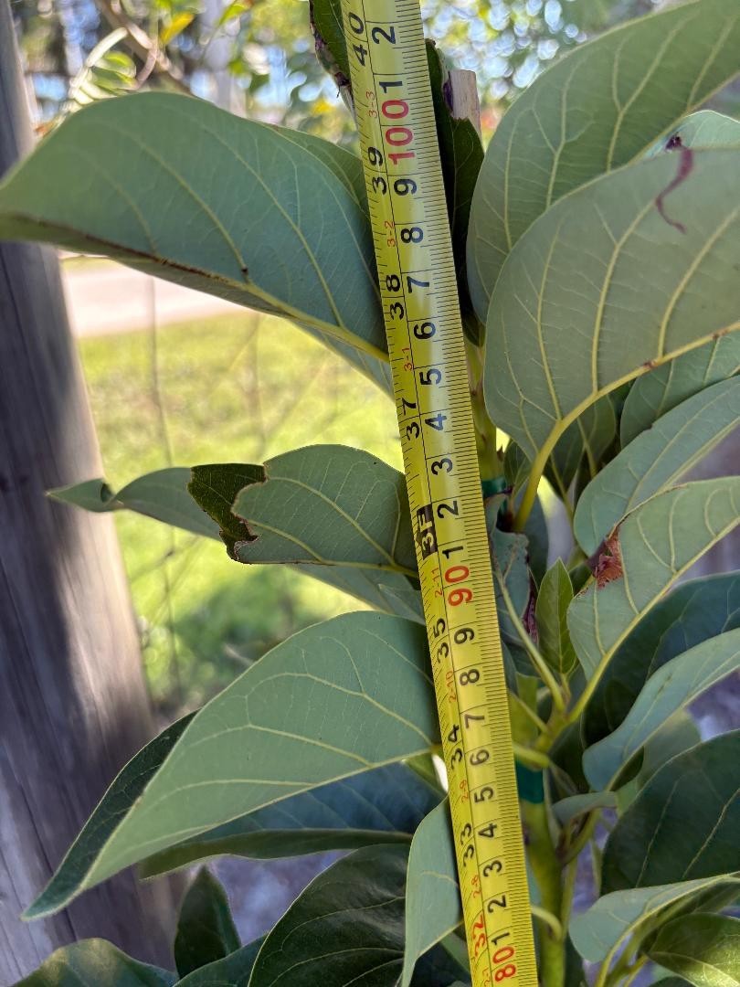 1GALGRAFTED DONNIE AVOCADO TREE (WEST INDIAN/TYPE A FLOWER MAY-JUNE) ZONES 9-11)