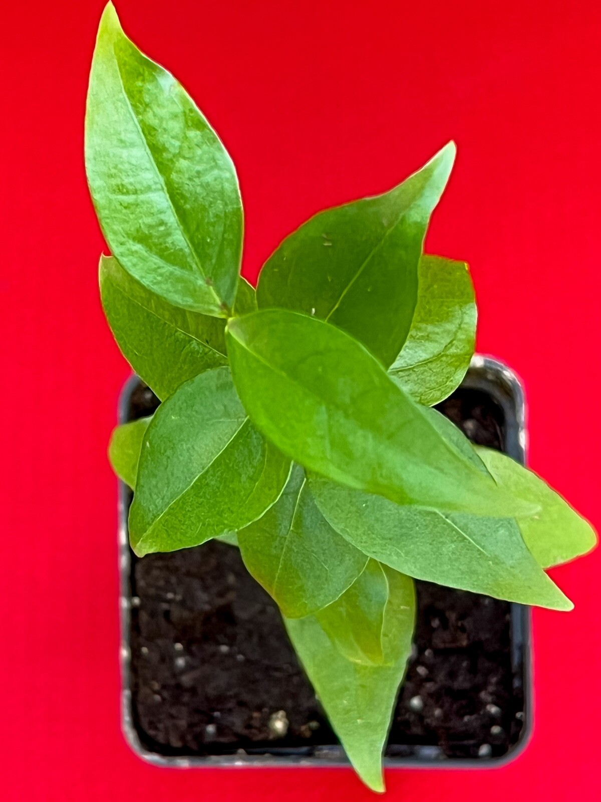 BEST Pitanga Eugenia Uniflora Surinam Cherry Plant Dark Red Fruit Tree Potted
