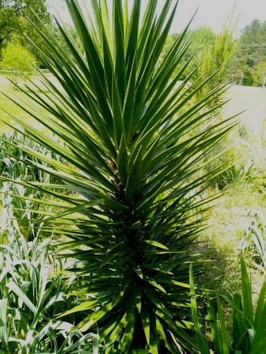 Spanish Bayonet (Yucca aloifolia) One Live Rooted Youth Sized Plant