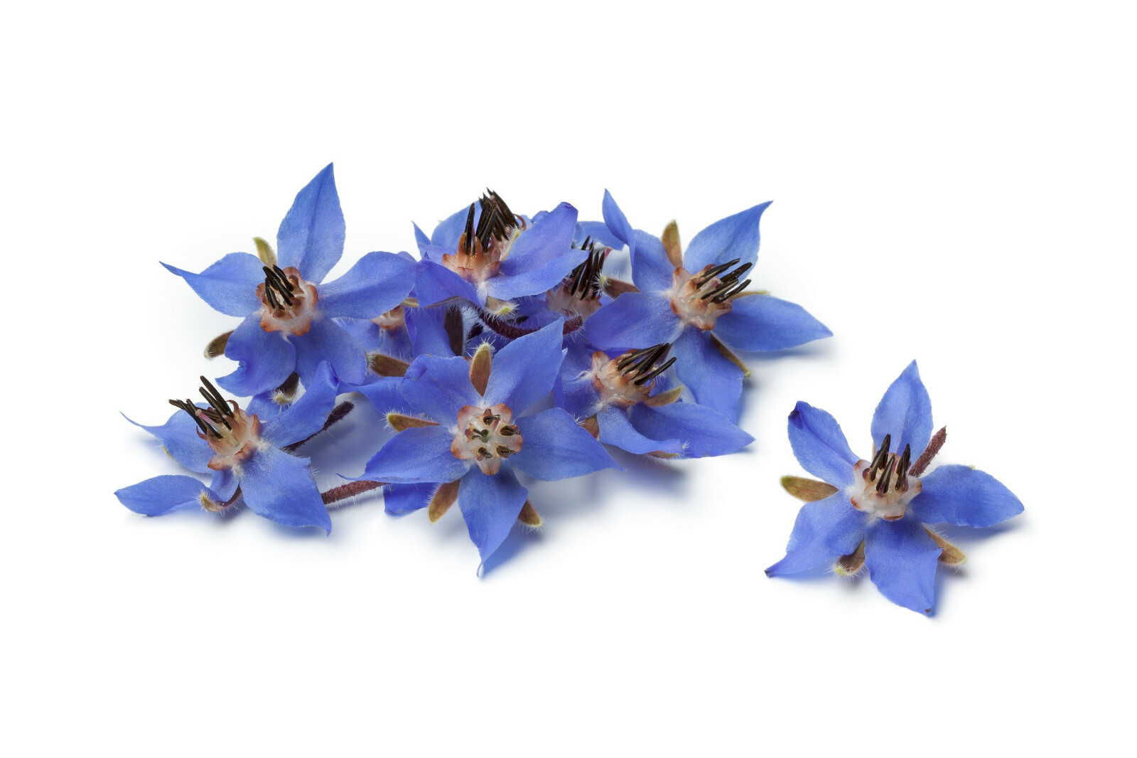 Borage Flower Seeds 75+ (Borago Officinalis) | A Medicinal Herb & Edible Flower