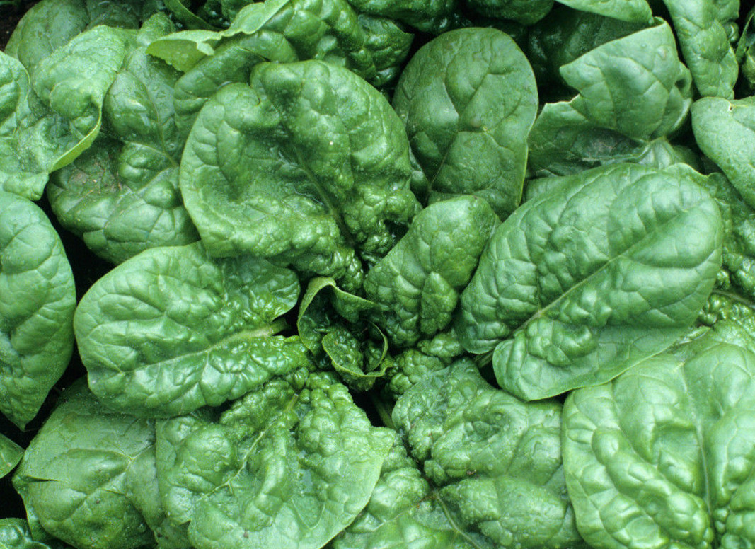 10 grams Bloomsdale Long-standing Spinach ~300 seeds sweet n creamy heirloom