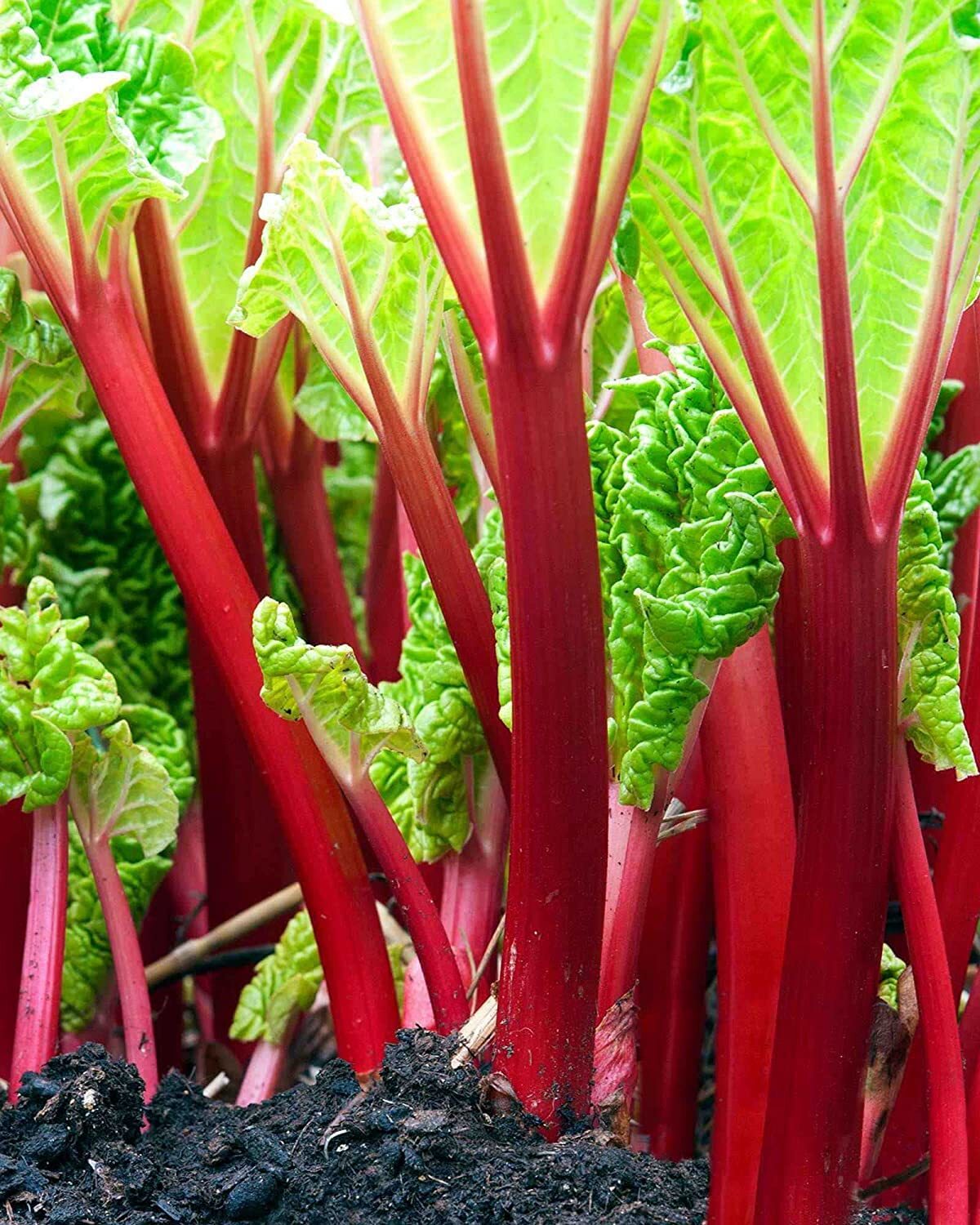 50+ Victoria Rhubarb Crown Seeds for Planting – Red Swiss Chard Vegetable Seed –