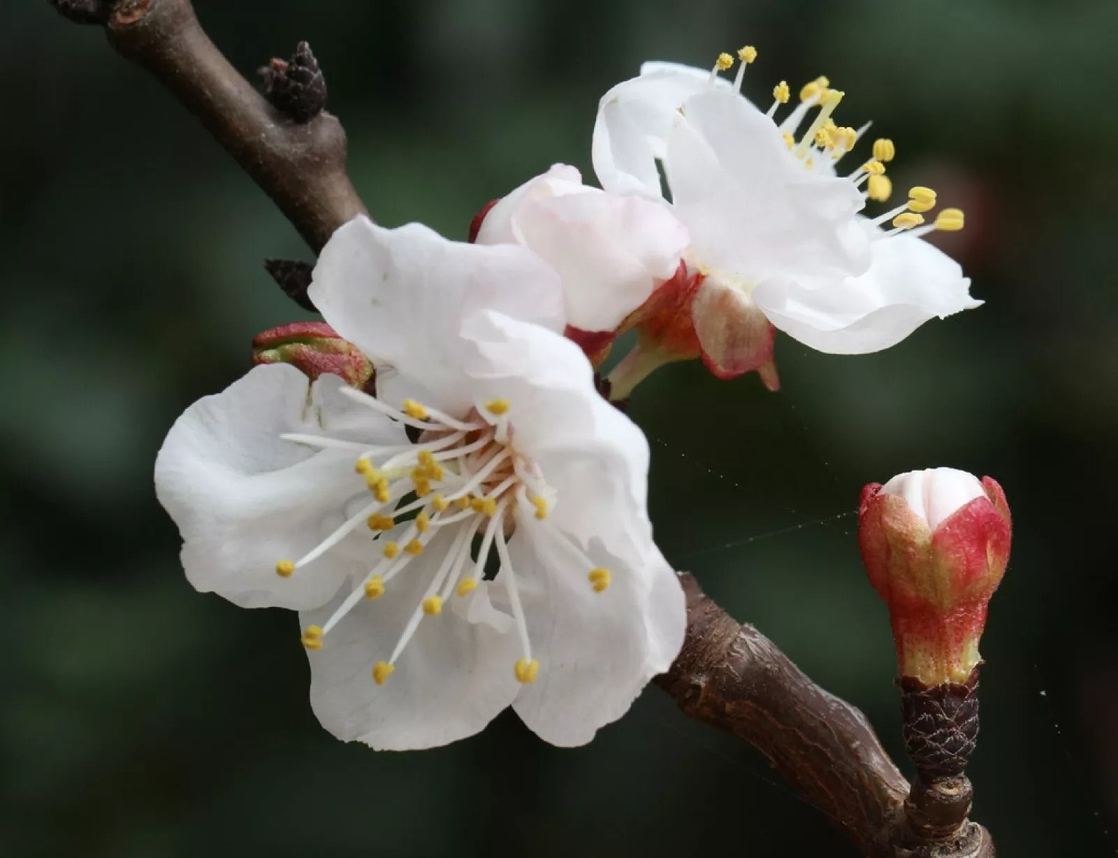 Dwarf Apricot Tree{Prunus armeniaca}Organic 5 Pre-Stratified SEEDS USA POST