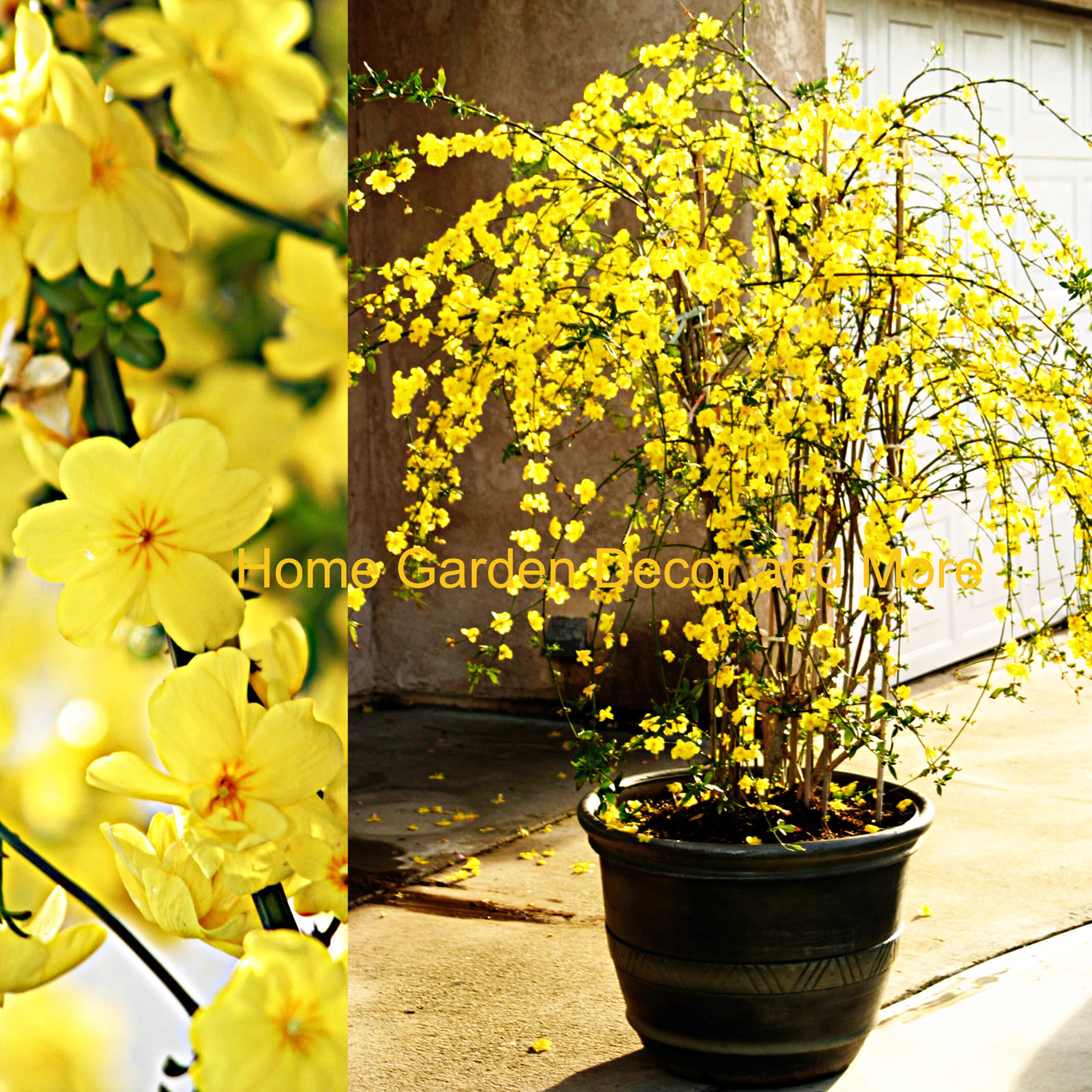 10 CUTTINGS 12″+ Chinese Bright Yellow Flowers Winter Jasmine Vine Shrub Plant
