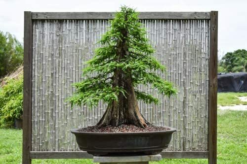 10 Bald Cypress Bonsai Seeds for Planting Exotic Bonsai Tree